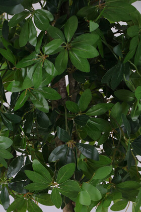 Ahşap Saksıda Yapay Schefflera (Şeflera) Ağacı 180 cm - 3