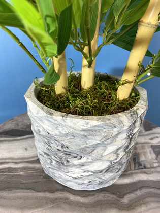 Beton Saksıda Lüx Bambu Ağacı Açık Yeşil 65 cm (Yosunlu Model) - 2
