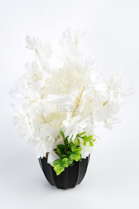 Siyah Saksıda Mini Sakura Ağacı Beyaz - 2