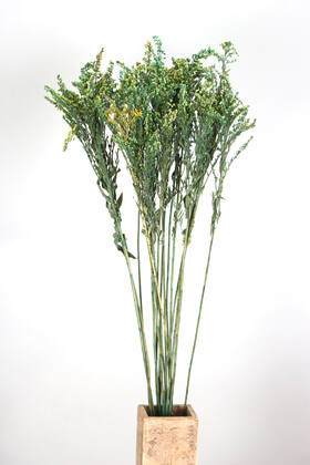 Şoklanmıs Solidago Canadensis Solidego Çiçeği Kanada Altınbaşak Yeşil - Yapay Çiçek Deposu