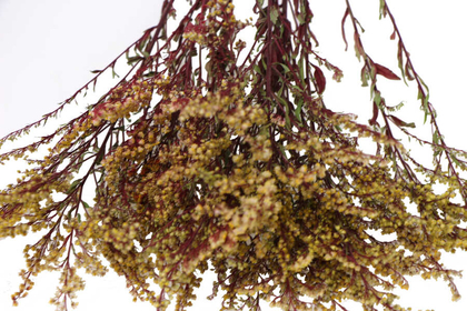 Şoklanmıs Solidago Canadensis Solidego Çiçeği Kanada Altınbaşak Sarı - 2