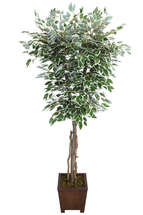 Starlight Benjamin Ağaç Saksılı 180 cm - 1