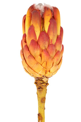 Doğal Kuru Çiçek Cynara Enginar Bitkisi (Kod 610) - 2