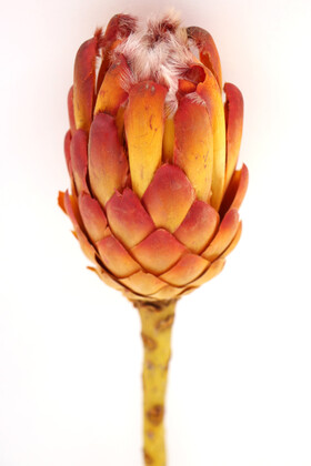 Doğal Kuru Çiçek Cynara Enginar Bitkisi (Kod 610) - 4