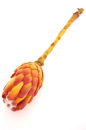 Doğal Kuru Çiçek Cynara Enginar Bitkisi (Kod 610) - 3
