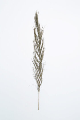  Kuru Tropic Palmiye Yaprağı 108 cm - 2