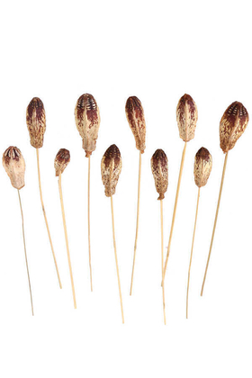 10lu Tropik Mehogany Kuru Çiçek Naturel - 2