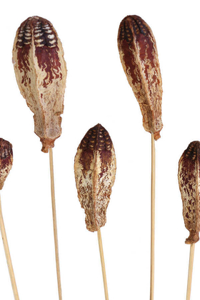 10lu Tropik Mehogany Kuru Çiçek Naturel - 3
