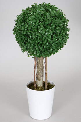 Yapay Küçük Şimşir Ağacı 50 cm Beyaz Saksılı - Yapay Çiçek Deposu