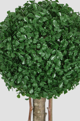 Yapay Küçük Şimşir Ağacı 50 cm Beyaz Saksılı - 2