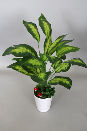 Dekoratif Beyaz Mika Saksıda Difenbahya Dieffenbachia Seguine Bitki Tanzimi 65 cm - 2