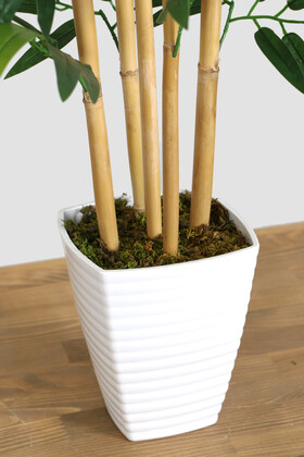 Kaliteli Melamin Saksıda İri Yapraklı Bambu Ağacı 150 cm - 3