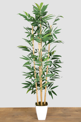 Kaliteli Melamin Saksıda İri Yapraklı Bambu Ağacı 150 cm - 4