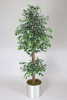 Gri Metal Saksıda Yapay Benjamin Ağacı (Ficus benjamina) 180 cm Yeşil Beyaz - 1