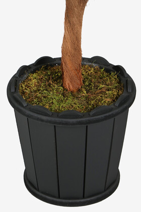 Oval Saksıda Areka Ağacı 24 Yapraklı 180 cm - 5
