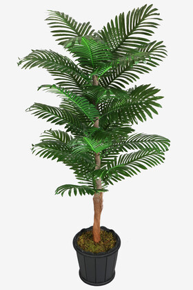 Oval Saksıda Areka Ağacı 24 Yapraklı 180 cm - 1