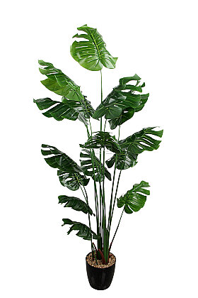  Yapay 15 Yapraklı Clean Aesthetic Deve Tabanı Ağacı 190 cm - 3
