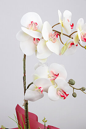 Yapay 2'li Lisse Özel Gün Orkide Tanzimi 65 cm Beyaz-Pembe - 2