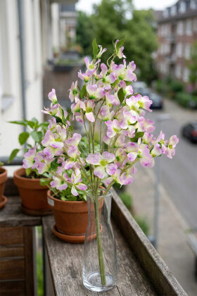 Yapay Çiçek 3 Dallı İri Nar Çiçeği Dalı 100 cm Lila - 2