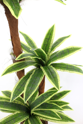 Yapay Ağaç 3 Gövdeli Cordyline 160 cm Yeşil-Sarı - 3