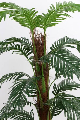 Kokos Gövdeli Areka Palmiyesi Ağacı 150 cm - 4