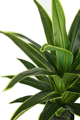 Yapay Ağaç Saksıda Dracaena 100 cm Yeşil-Sarı - 4