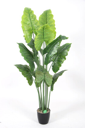 Yapay Ağaç Alocasia Fil Kulağı Ağacı 165 cm - 1