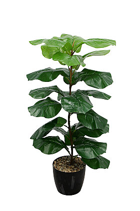 Yapay Ağaç Keman Yapraklı Kauçuk Ağacı 72 cm (23 Yapraklı) - 2