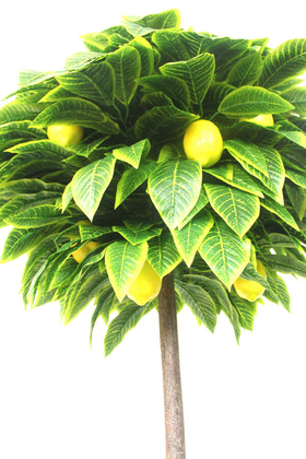 Yapay Ağaç Limon Ağacı 180 cm - 3