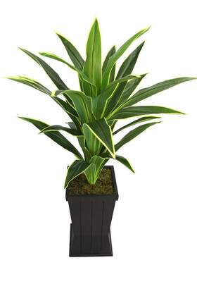 Saksılı Yapay Ağaç Premium Drecina Ağacı 130cm Dracaena Plant (Yeşil-Sarı) - 4