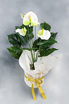  Yapay Alen Özel Gün Antoryum Bitkisi Tanzimi 55 cm Beyaz - 3