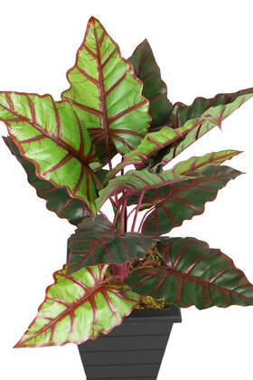 Yapay Alocasia Bitkisi Ahşap Konik Saksıda 85 cm Yeşil-Kızıl - 4
