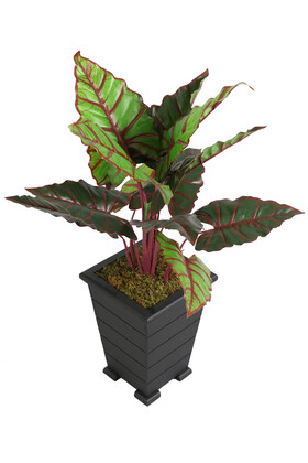 Yapay Alocasia Bitkisi Ahşap Konik Saksıda 85 cm Yeşil-Kızıl - 1