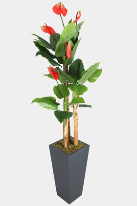 Antrasit Ahşap Saksıda Yapay Antoryum Çiçeği 210 cm - 3
