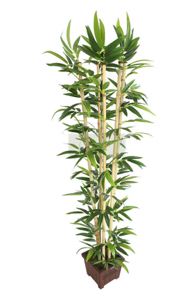 Yapay Bambu Ağacı Tekli Premium Yapraklı 170cm 6 Gövdeli - 1