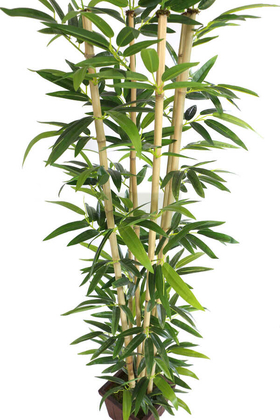 Yapay Bambu Ağacı Tekli Premium Yapraklı 170cm 6 Gövdeli - 2