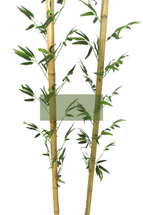 230 cm Yapay 17 Dal Yapraklı Doğal Bambu 40-45 mm Kalın Tip2 - 3
