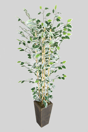 Yapay Benjamin Ağacı 155 cm 4lü Bambu Gövdeli Yeşil-Beyaz (Ahşap Siyah Gold-Saksı) - 1