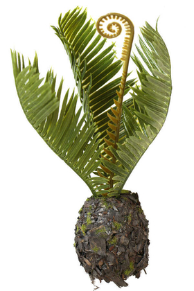 Yapay Mini Ananas Bitkisi 20 cm - 1