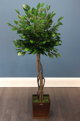 Yapay Bodur Benjamin Ağacı 130 cm (Ficus Benjamina) - 1
