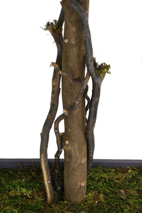 Yapay Bodur Ceviz Ağacı Hazan 150cm - 5