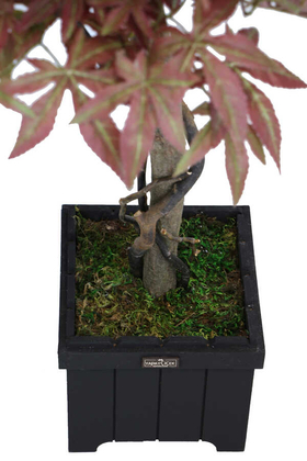 Yapay Bodur Çınar Ağacı 110 cm Cappuccino - 3