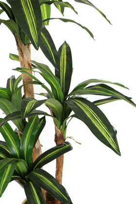 Metal Saksıda Yapay Ağaç 4 Gövdeli Cordyline 180 cm - 2