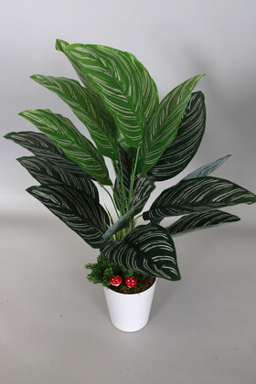 Dekoratif Beyaz Mika Saksıda Calathea Majestica Bitki Tanzimi 70 cm - 2