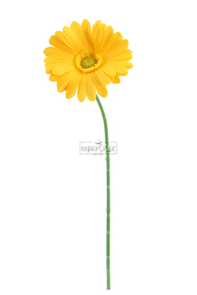 Yapay Çiçek 2li Islak Dokulu Gerbera 30 cm Sarı - 2