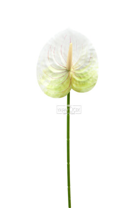 Yapay Islak Tekli Antoryum Dalı 60 cm Yeşil-Beyaz - 3