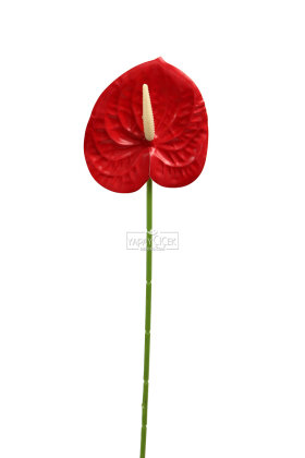 Yapay Islak Tekli Antoryum Dalı 60 cm Kırmızı - 3