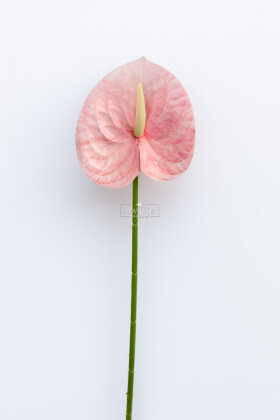 Yapay Islak Tekli Antoryum Dalı 60 cm Pembe - 3