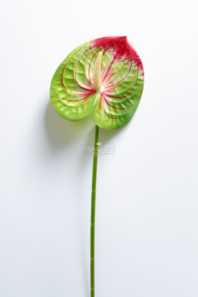 Yapay Islak Tekli Antoryum Dalı 60 cm Yeşil-Fuşya - 3