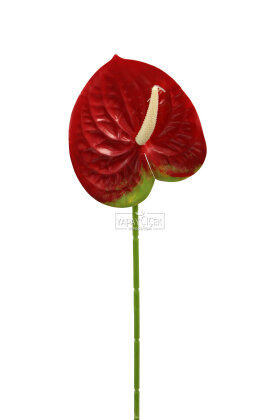Yapay Islak Tekli Antoryum Dalı 60 cm Bordo - 3